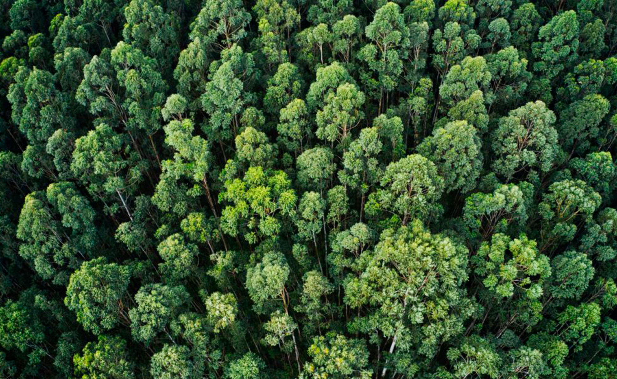 Los bonos forestales y el impuesto al carbono en Colombia